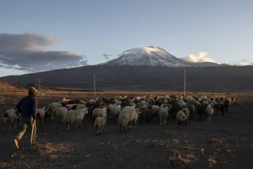Ağrı Dağı, koyun sürüsü, çoban, yayla, hayvancılık, Doğu Anadolu, kırsal yaşam