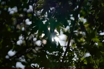 Amed Geliyê Godernê yeşil yapraklar arasından süzülen güneş ışığı