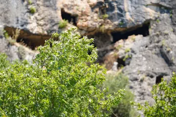 Amed Geliyê Godernê yeşil ağaç kayalık yamaç ve doğal manzara