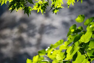 Amed Geliyê Godernê yeşil yapraklar akarsu ve doğal yaşam