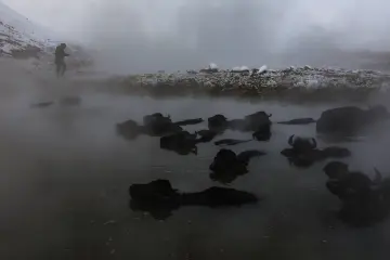 Bitlis Güroymak Budaklı Kaplıcası, buhar içindeki mandalar ve karlı kış manzarası