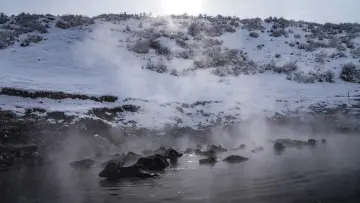 Bitlis Güroymak Budaklı Kaplıcası, kar, buhar ve sıcak suda mandalar