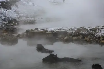 Bitlis Güroymak Budaklı Kaplıcası, sıcak suda manda, kar ve termal buhar