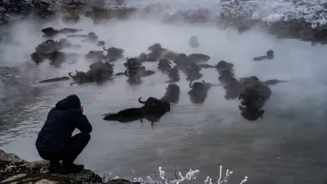 Bitlis Güroymak Budaklı Kaplıcası, mandalar, fotoğrafçı, buhar ve kış manzarası