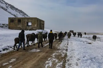 Bitlis Güroymak, karlı arazide manda sürüsü ve geleneksel hayvancılık