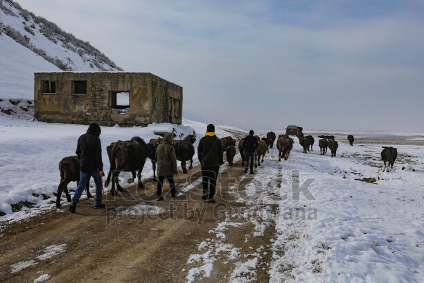 Bitlis Güroymak, karlı arazide manda sürüsü ve geleneksel hayvancılık