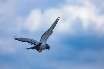 Güvercin Tek Hali ve Toplu Uçuşları