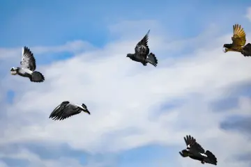 Güvercin Tek Hali ve Toplu Uçuşları