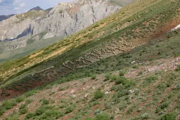 Dersim Buyer Dağı'nda koyun sürüsü ve yayla manzarası
