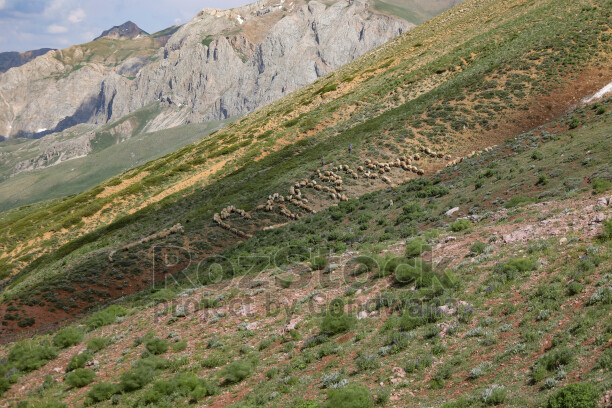 Dersim Buyer Dağı'nda koyun sürüsü ve yayla manzarası