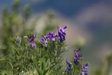 Dersim Buyer Dağı'nda mor dağ çiçekleri ve doğal flora
