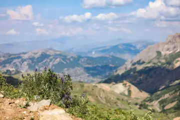 Dersim Buyer Dağı'nda mor çiçekler ve Munzur Dağları manzarası
