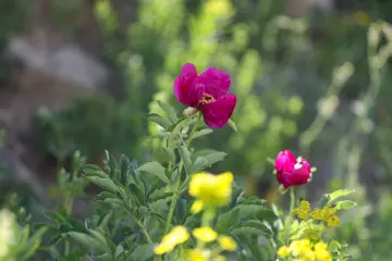 Dersim Buyer Dağı'nda pembe şakayık ve doğal dağ florası