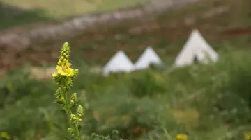 Dersim Buyer Dağı'nda sarı kır çiçeği ve yayla çadırları