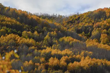 Dersim Pülümür Vadisi sonbahar ormanı ve sarı ağaçlar