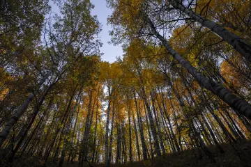 Dersim Pülümür Vadisi sonbahar ormanı ve sarı yapraklı ağaçlar