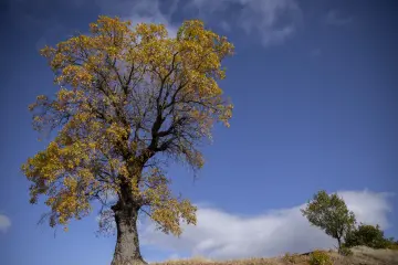 Dersim Pülümür Vadisi sonbahar ağacı ve sarı yapraklı doğa manzarası
