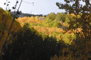 Dersim Pülümür sonbahar manzarası ve sarı turuncu ağaçlar