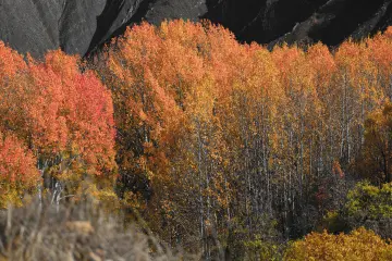 Dersim Pülümür sonbahar ormanı ve turuncu kırmızı ağaçlar