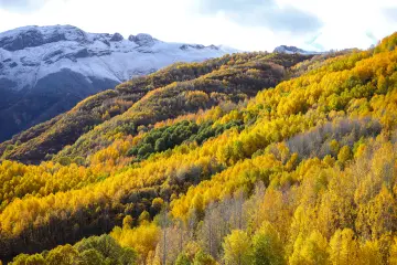 Dersim Pülümür karla kaplı dağlar ve altın sarısı sonbahar ormanı