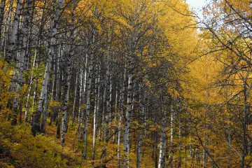 Dersim Pülümür sarı yapraklı huş ağaçları ve sonbahar ormanı