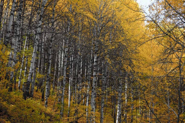 Dersim Pülümür sarı yapraklı huş ağaçları ve sonbahar ormanı