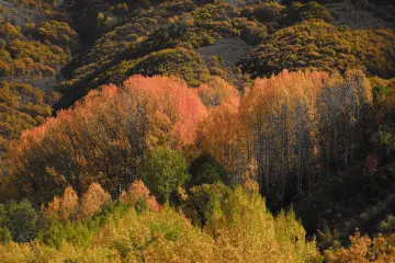 Dersim Pülümür sonbahar ormanları ve sarı turuncu ağaçlar