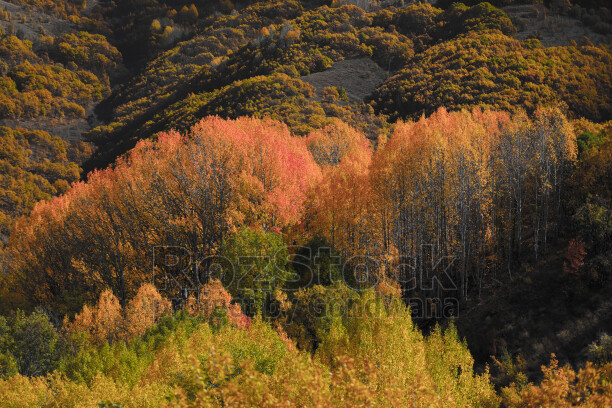 Dersim Pülümür sonbahar ormanları ve sarı turuncu ağaçlar
