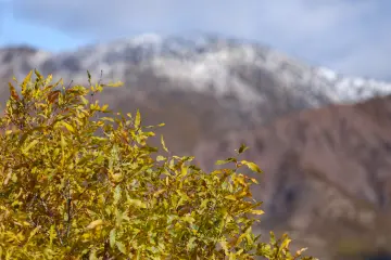 Dersim Pülümür sonbahar yaprakları ve karlı dağ manzarası