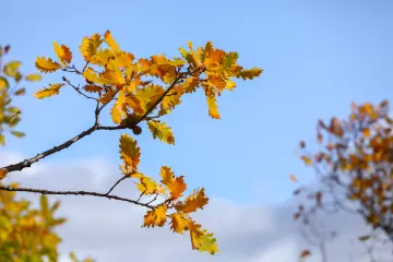 Dersim Pülümür sonbaharında sararan meşe yaprakları ve doğa