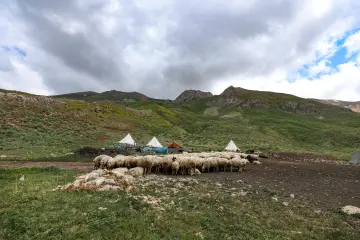 Dersim yaylalarında koyun sürüsü, çadırlar ve yüksek dağlar geleneksel yaylacılık yaşamını yansıtıyor.