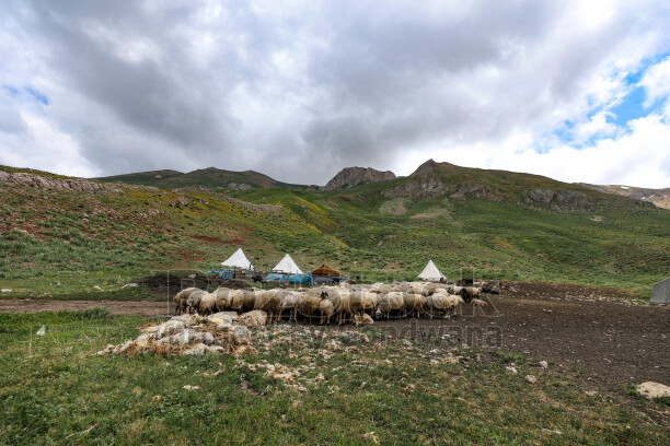 Dersim yaylalarında koyun sürüsü, çadırlar ve yüksek dağlar geleneksel yaylacılık yaşamını yansıtıyor.
