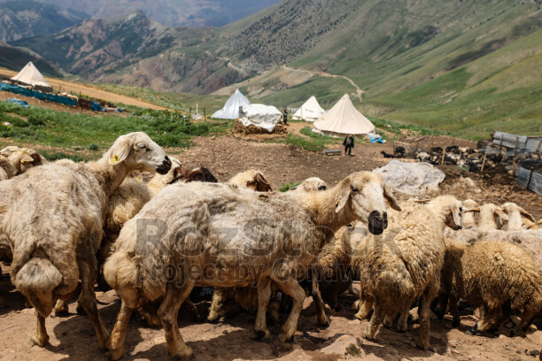 Dersim yaylalarında koyun sürüleri, çadırlar ve dağlık doğa eşliğinde geleneksel hayvancılık yaşamını yansıtıyor.