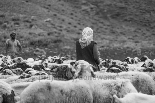 Dersim yaylalarında koyun sürüsü ve hayvan yetiştiricileri, dağlık arazide geleneksel hayvancılık yaşamını yansıtıyor.