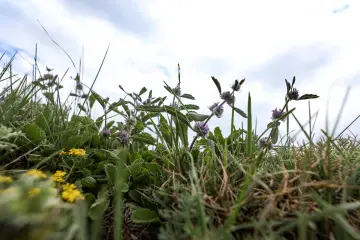 Dersim'de mor ve sarı kır çiçekleri ve dağ florası