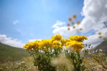 Dersim dağlarında sarı kır çiçekleri ve doğal peyzaj