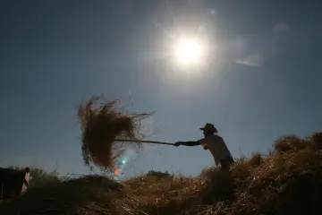 Dersim'de Temmuz sıcaklığında geleneksel yöntemlerle buğday harmanı yapan köylü.