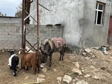 Diyarbakır Eğil, eşek, keçi, hayvancılık, kırsal yaşam, köy hayatı