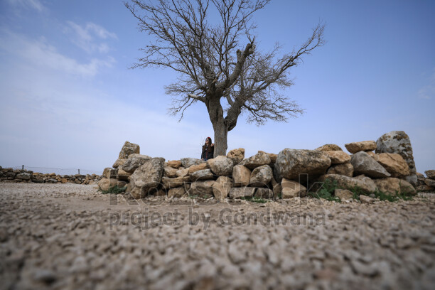 Göbeklitepe yakınındaki yaşlı ağaç ve taş duvarın doğal peyzaj içindeki görünümü.