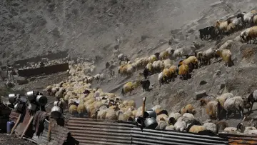 Hakkari yaylasında koyun ve keçi sürüsü, geleneksel hayvancılık, süt üretimi ve dağ yaşamı