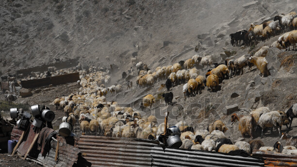 Hakkari yaylasında koyun ve keçi sürüsü, geleneksel hayvancılık, süt üretimi ve dağ yaşamı