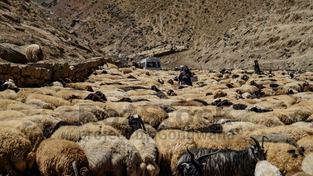 Hakkari yaylasında koyun ve keçi sürüsü, çobanlar ve geleneksel Anadolu yayla yaşamı