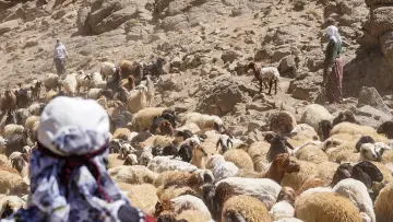 Hakkari yaylasında koyun ve keçi sürüsü, çobanlar ve geleneksel Anadolu yayla yaşamından etkileyici bir sahne