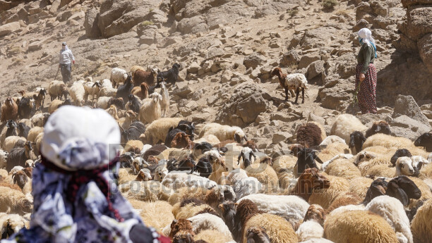 Hakkari yaylasında koyun ve keçi sürüsü, çobanlar ve geleneksel Anadolu yayla yaşamından etkileyici bir sahne