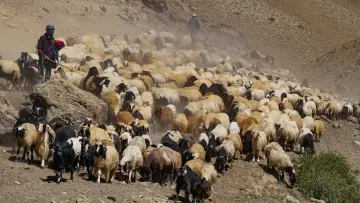 Hakkari dağlarında koyun ve keçi sürüsü, çobanlar, yaylacılık ve geleneksel hayvancılıktan etkileyici bir sahne