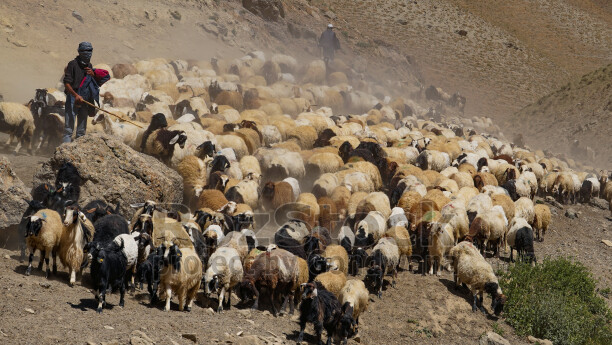 Hakkari dağlarında koyun ve keçi sürüsü, çobanlar, yaylacılık ve geleneksel hayvancılıktan etkileyici bir sahne