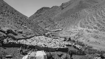 Hakkari yaylalarında koyun sürüsü, çobanlar, geleneksel hayvancılık ve dağlık yayla yaşamı