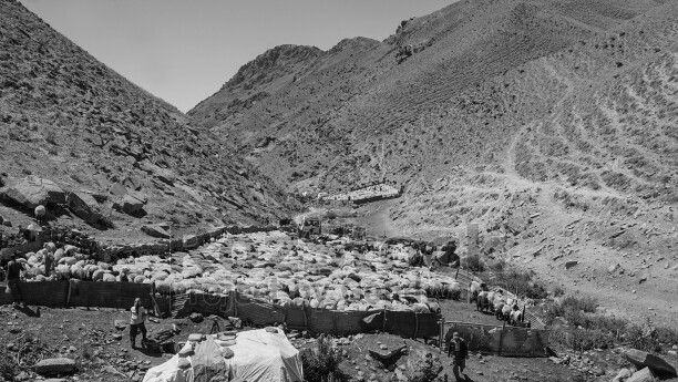 Hakkari yaylalarında koyun sürüsü, çobanlar, geleneksel hayvancılık ve dağlık yayla yaşamı