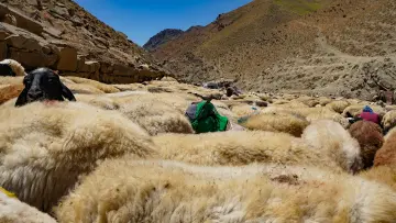 Hakkari yaylalarında koyun sürüsü, çobanlar, geleneksel hayvancılık ve dağlar arasında yayla yaşamı