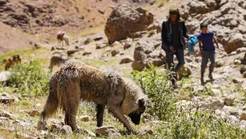 Hakkari yaylasında çoban köpeği, çobanlar, hayvancılık ve geleneksel yayla yaşamı